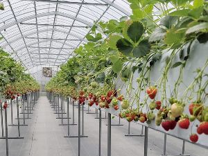 strawberry farm まあと工房　高級いちご狩り