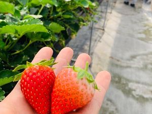 JAわかやま紀の里いちご観光農園　いちご狩り