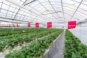 Strawberry Garden いわつるfam. いちご狩り