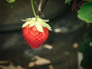 奥いちご農園　いちご狩り