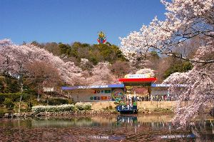 【桜・見ごろ】日本モンキーパーク