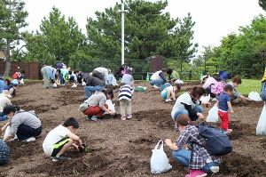 淡路島国営明石海峡公園　チューリップの球根掘り体験