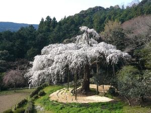 【桜・見ごろ】長興山のしだれ桜