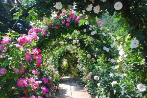 滝ノ入・ローズガーデン　春のバラまつり