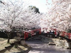 【桜・見ごろ】朝日山森林公園