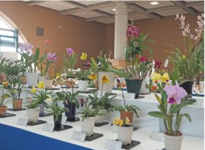 第54回富山県蘭まつり大会