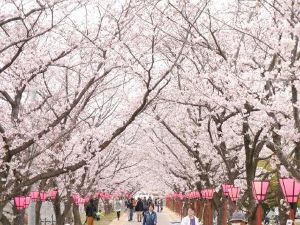 はつかいち桜まつり