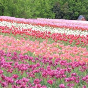世羅高原農場　チューリップ祭