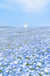 芝桜とネモフィラの丘