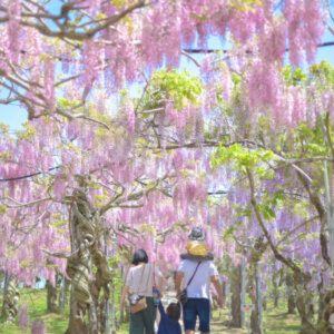 ふじとルピナスまつり