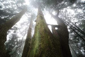 福岡から30分、日常を離れて森と静けさに出会う 篠栗八十八ヶ所霊場と森林セラピーのまち 篠栗観光展