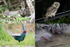 ミュージアムトーク「犬山市に生息する野生動物」