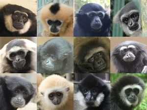 ミュージアムトーク「日本と世界のテナガザル」