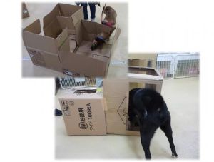 広島県動物愛護センター 飼い犬との幸せな暮らし方セミナー 実技編（4月）