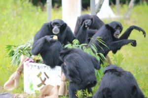 ミュージアムトーク「動物園で耳をすましてみると ― みんなはどんな音を聞いている？」