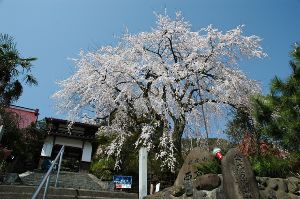 【桜・見ごろ】西方寺のしだれ桜