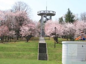【桜・見ごろ】憩ケ森展望公園