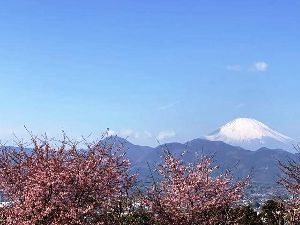 【桜・見ごろ】BIOTOPIA