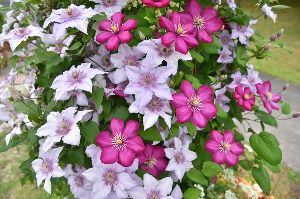 クレマチス教室（4月）