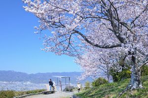 【桜・見ごろ】最初カ峰展望所