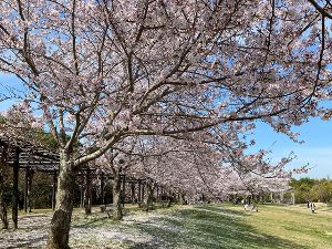 【桜・見ごろ】道の駅 四季の郷公園