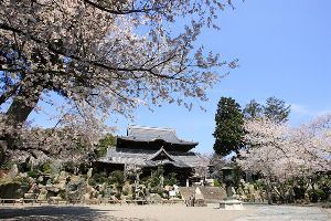 【桜・見ごろ】粉河寺
