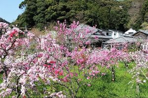 しだれ桃の里まつり