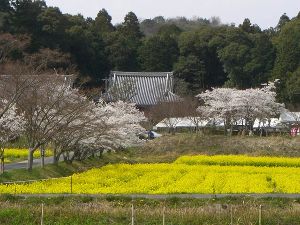 普賢寺菜の花摘み