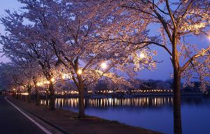 鷹巣中央公園桜まつり