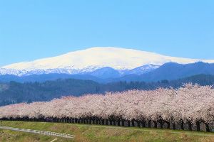 【桜・見ごろ】溝延桜づつみ