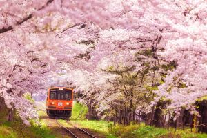 フェリシモ「大人旅」弘前の桜と伝統工芸の職人に出会う旅ツアー