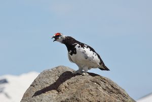 特別展「ライチョウ ―天空の鳥－」
