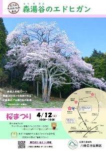 森湯谷のエドヒガン　桜まつり