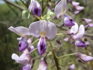 なるほど森歩き（4月）