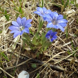 野の花めぐり（4月）