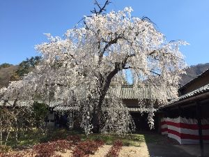 【桜・見ごろ】豪商田中本家　日本庭園のしだれ桜