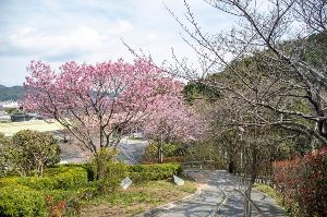 【桜・見ごろ】みすゞ公園