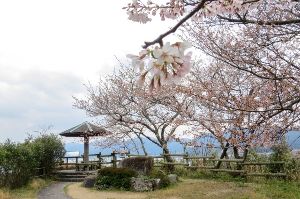 【桜・見ごろ】王子山公園