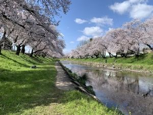 第50回各務原市桜まつり