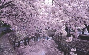 一宮桜まつり