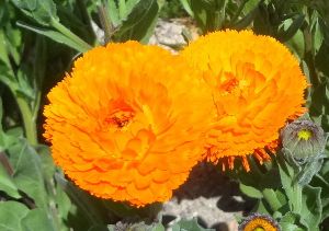 カレンデュラの摘み取り