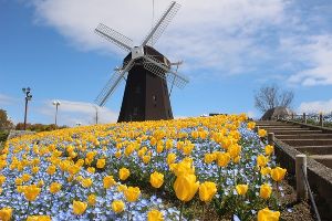 チャリティーイベント　チューリップの球根ほーる