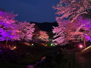 矢瀬親水公園桜並木ライトアップ - 駅探