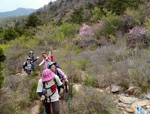 地元愛媛県の人気登山ガイド智さんと行く春のチャレンジ登山 西赤石山 東平より周回