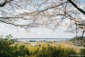 かしま桜デイ