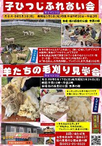 羊たちの毛刈り見学会