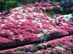 三隅のつつじポケットマルシェ