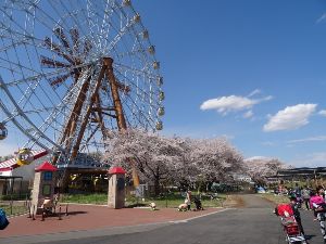 【桜・見ごろ】東武動物公園