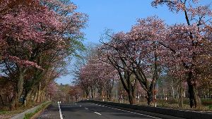 【桜・見ごろ】登別桜並木