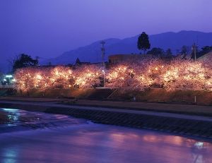 ふくみつ千本桜ライトアップ